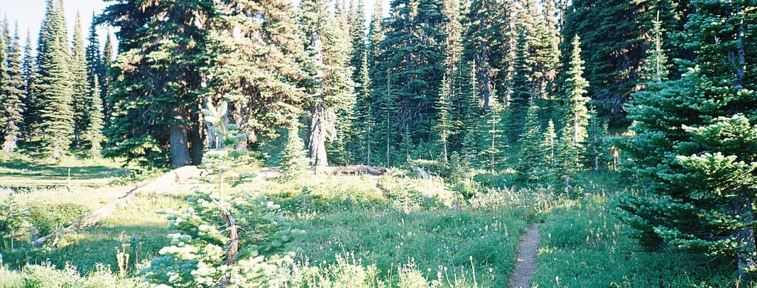 Pine forest meadow with mountains
